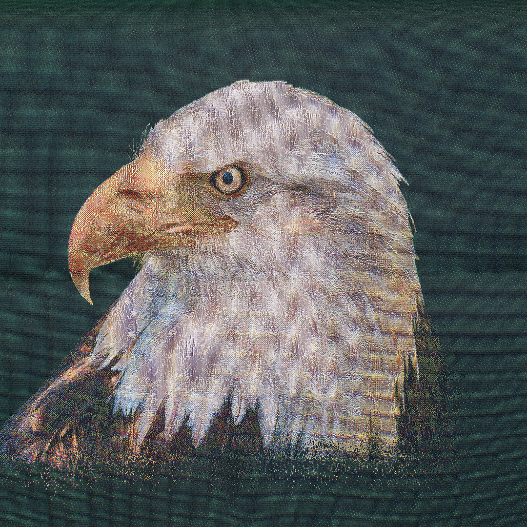 bald eagle.forest.png