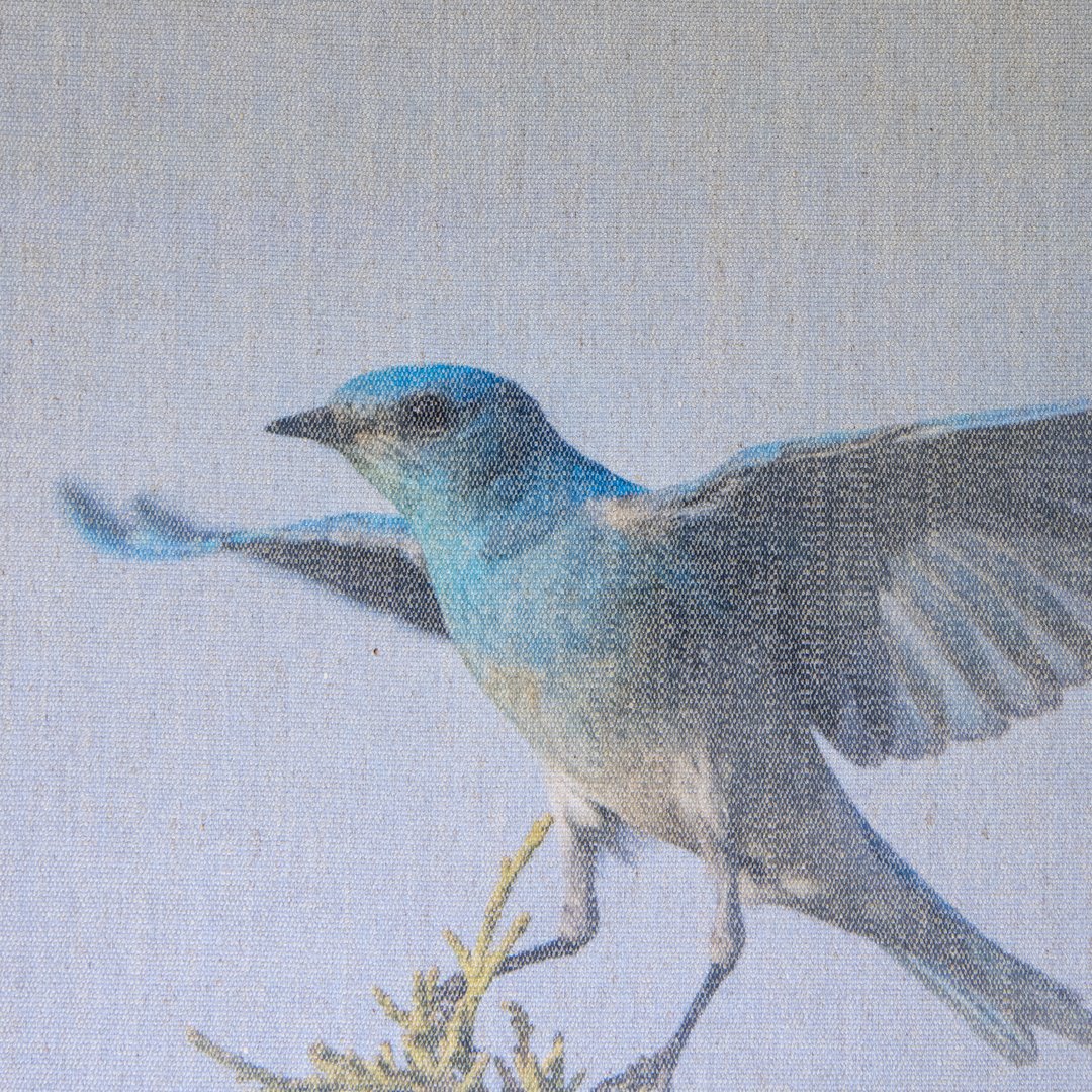 bluebird.alighting.jpg