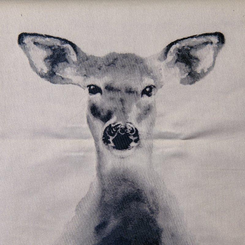 doe see doe.moonlight.jpg