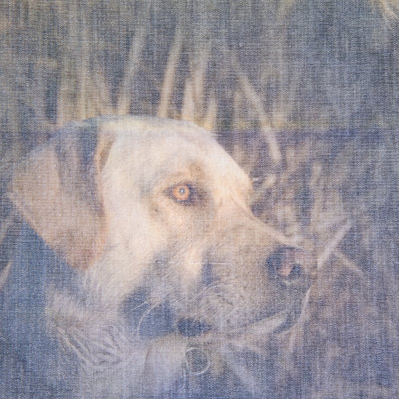 hunt dog.sunrise.jpg