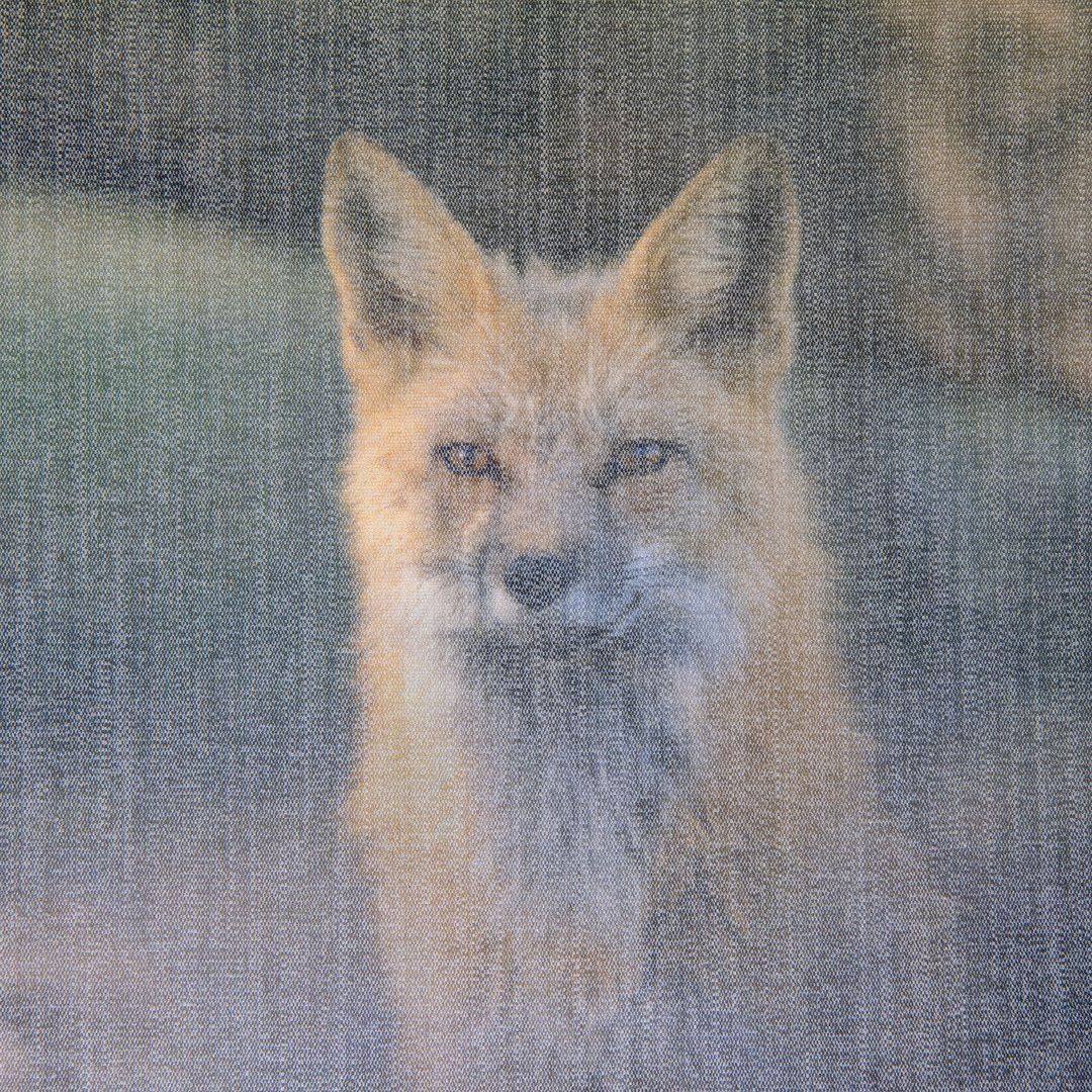watchful.vixen.jpg